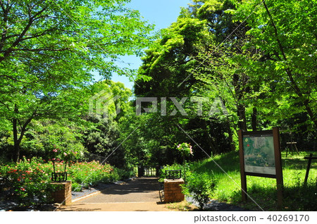 在Ikuda Ryokichi Baramon附近的新鮮的綠色和玫瑰色花 在Ikuda Ryokichi Baramon附近的新鮮的綠色和玫瑰色花 40269170