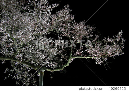 夜晚的櫻花 夜晚的櫻花 40269323