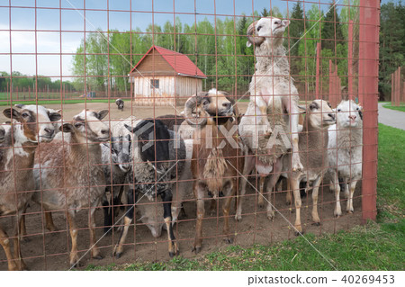 Curious cute Sheep and rams. Curious cute Sheep and rams. 40269453