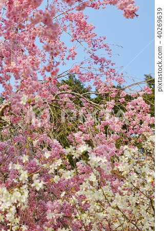 櫻花的背景材料，在秩父宮紀念公園和Ryokugakuzakura垂枝盛開的櫻花，垂直位置 40269639