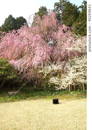 Background material for cherry blossoms・Garden in full bloom of Chichibunomiya Memorial Park and garden with Ryokugakuza・Vertical position Background material for cherry blossoms・Garden in full bloom of Chichibunomiya Memorial Park and garden with Ryokugakuza・Vertical position 40269641