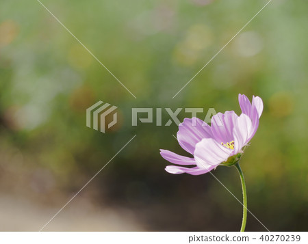 Cosmos from the side Cosmos from the side 40270239
