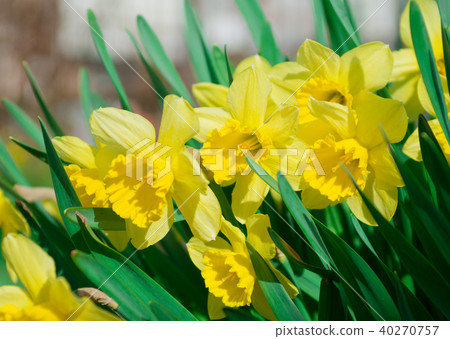 Daffodil flower or narcissus bouquet 40270757