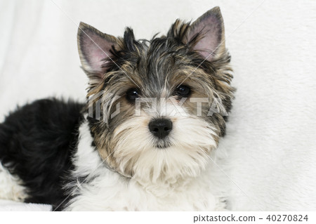 Studio shot of a cute Biewer Yorkshire Terrier puppy lying on white fur background. 40270824