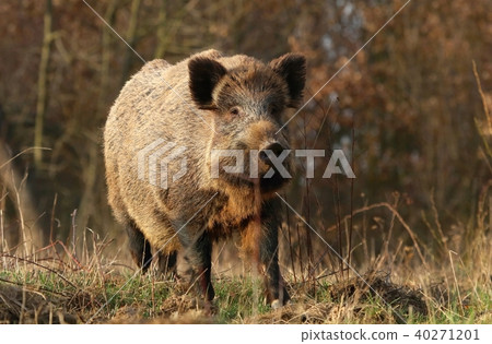 Adult wild boar Sus scrofa Adult wild boar Sus scrofa 40271201