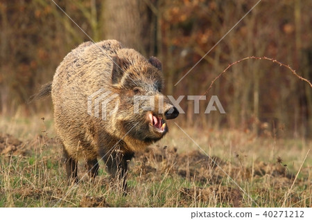 Adult wild boar Sus scrofa 40271212