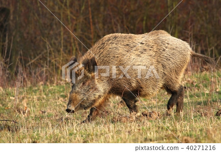 Adult wild boar Sus scrofa Adult wild boar Sus scrofa 40271216