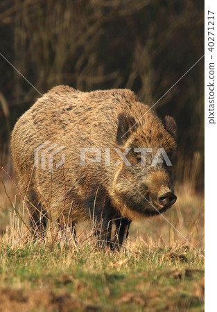 Adult wild boar Sus scrofa Adult wild boar Sus scrofa 40271217