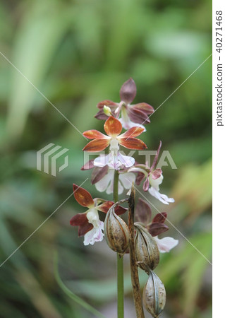 蝦脊蘭屬 40271468