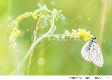 White butterfly and yellow flower 40271996