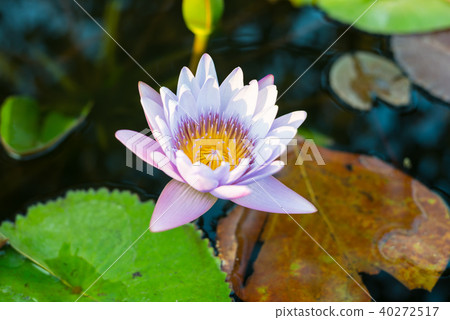 Purple Lotus in the lotus pond 40272517