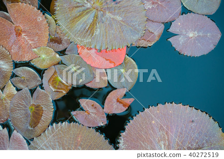 Purple Lotus in the lotus pond 40272519