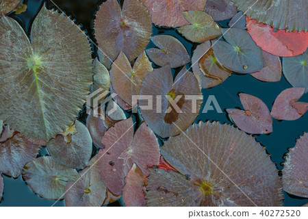 Purple Lotus in the lotus pond 40272520