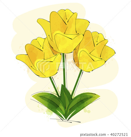 yellow tulip flower isolated on white background yellow tulip flower isolated on white background 40272521