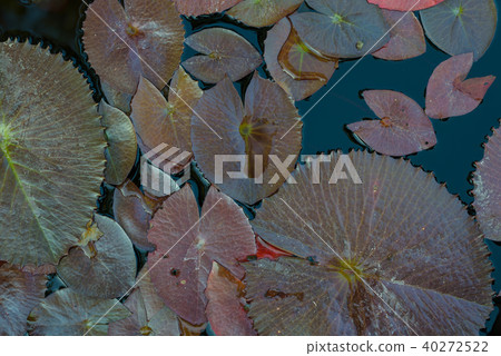 Purple Lotus in the lotus pond 40272522