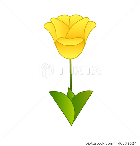 flat yellow tulip flower isolated flat yellow tulip flower isolated 40272524