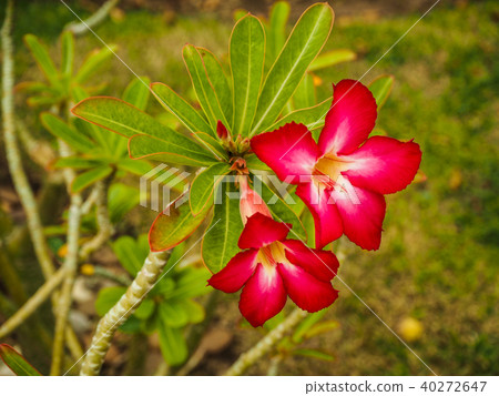 Red Azalea flowers in garden Red Azalea flowers in garden 40272647