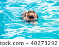 Pug dog swim at local public pool with tongue out 40273292
