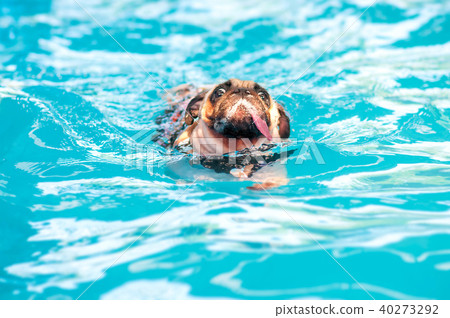 Pug dog swim at local public pool with tongue out 40273292