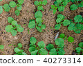 young green plants growing from soil in flat view 40273314