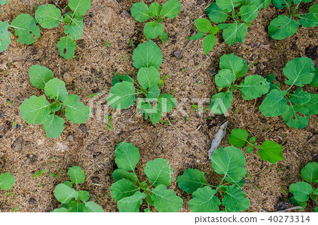 young green plants growing from soil in flat view young green plants growing from soil in flat view 40273314