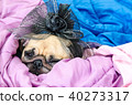 Cute pug puppy dog wearing a bridal veil 40273317