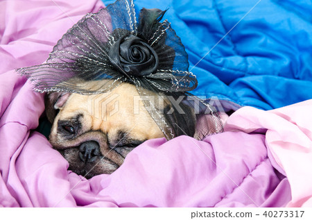 Cute pug puppy dog wearing a bridal veil 40273317