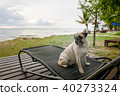 Alone pug dog tongue out sad and sit on beach 40273324