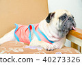 Dog puppy pug sad and sit on sofa 40273326