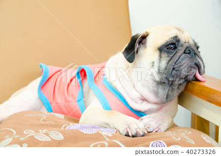 Dog puppy pug sad and sit on sofa 40273326
