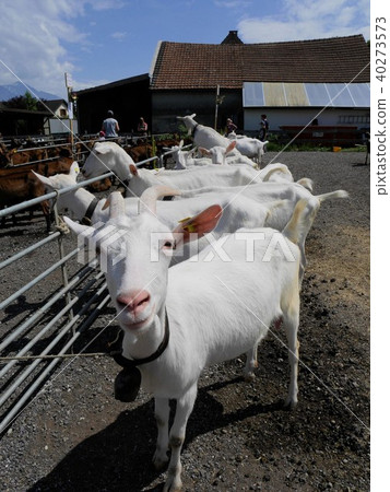 Cute white goat Saanen (Switzerland) 40273573