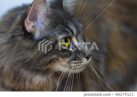 Portrait of a Maine Coon cat Portrait of a Maine Coon cat 40274121