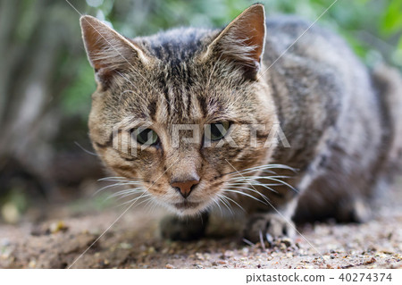 tabby cat looking 40274374