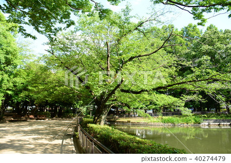 Shimizu, Suginami-ku, Tokyo 40274479