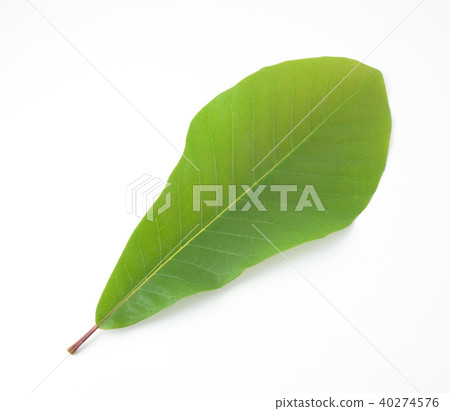 Park Ha Park Ha 40274576