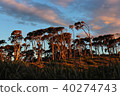 Ship Creek Walks - Landscape in New Zealand 40274743