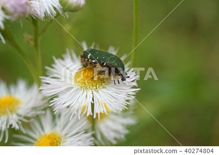 Koa habanuri-花金龜子 Koa habanuri-花金龜子 40274804