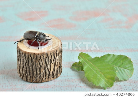 哪裡的甲蟲吃昆蟲果凍 哪裡的甲蟲吃昆蟲果凍 40274806