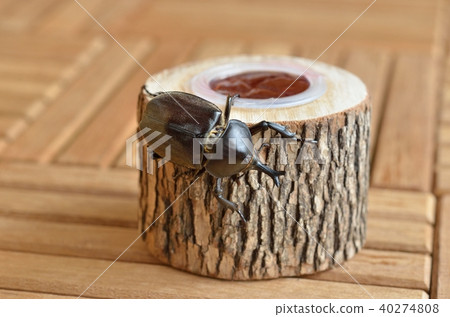Where beetles are walking on the feeding tray 40274808