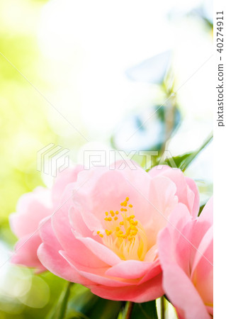 Camellia, spring red Camellia, spring red 40274911