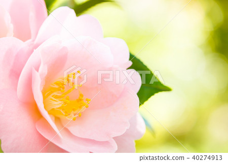 茶花，春紅 40274913