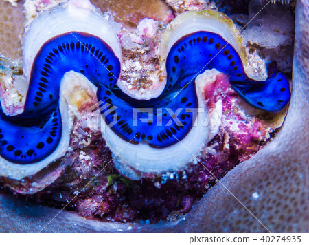 Scald clam showing a beautiful mantle. Palau 40274935