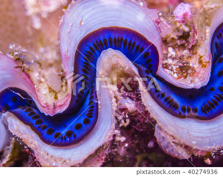 燙傷蛤蜊顯示美麗的披風。帕勞 40274936