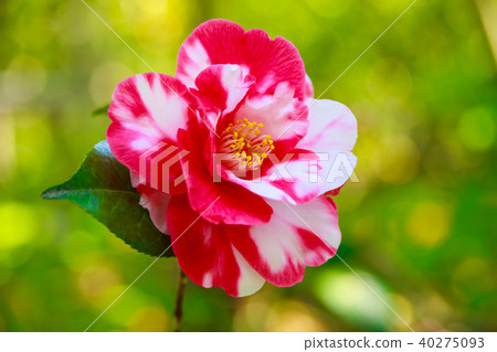 茶花,虹膜 茶花,虹膜 40275093