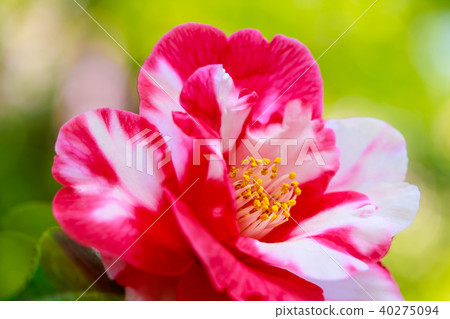 茶花，虹膜 40275094