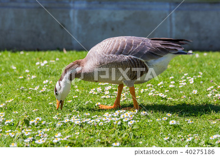 Wild goose on the grass in St James's Park 40275186