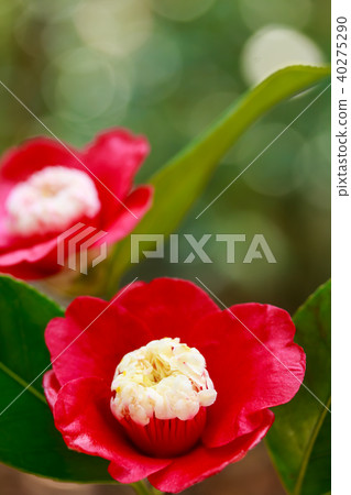 Camellia 40275290