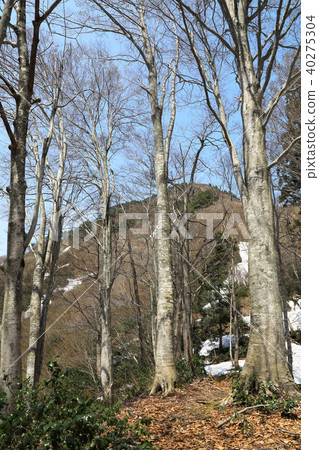 春天山毛櫸森林 40275304
