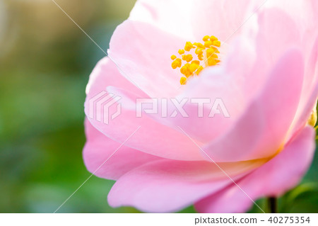 Tsubaki·Kashiyama Tsubaki·Kashiyama 40275354