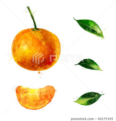 Mandarin on white background. Watercolor illustration 40275395